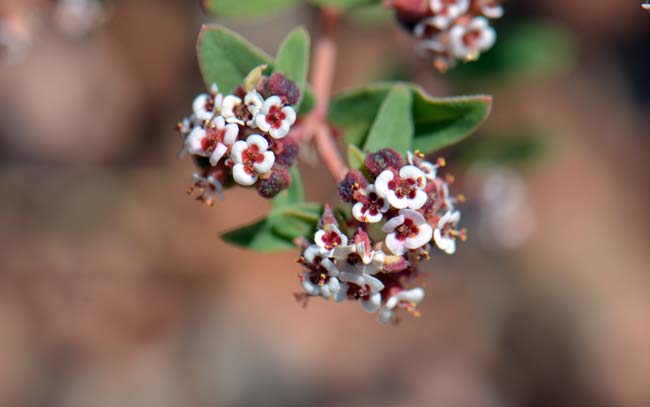 Chamaesyce capitellata, Head Sandmat